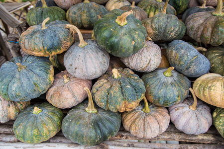 The fruit is a lot of pumpkin.