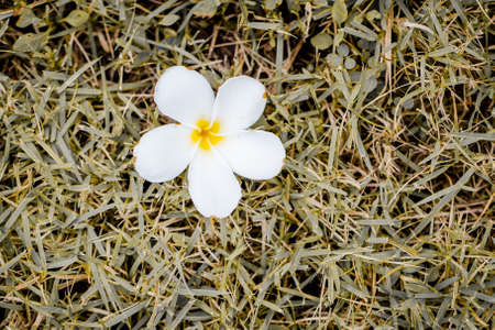 White frangipani flower on the grassの写真素材