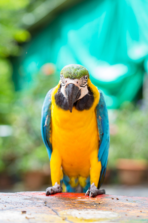 parrot bird sitting on the perchの写真素材