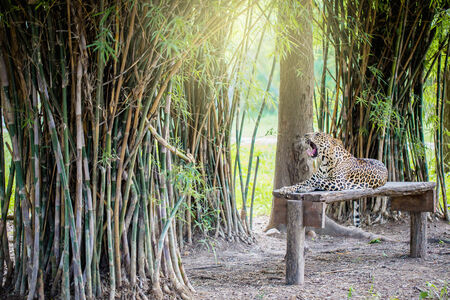 Cheetahs in the forest