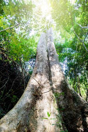 Natural of forests. Is beautiful. Of trees