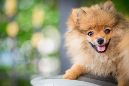 A puppy of a Pomeranianの写真素材