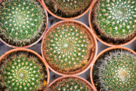 cactus close up