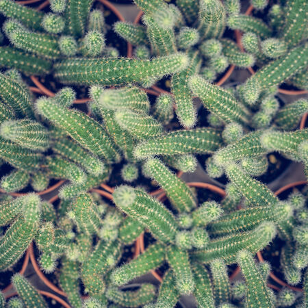 cactus close upの写真素材