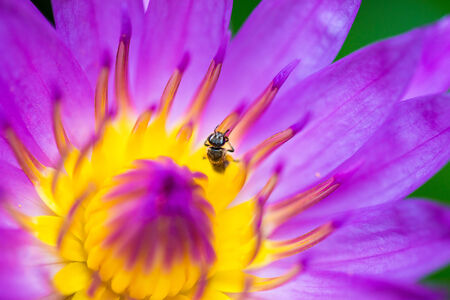 Violet Lotus Flower Closeupの写真素材