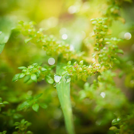 Fresh grass with dew drops close up