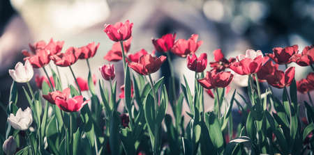 Tulip. Beautiful bouquet of tulips. colorful tulips. tulips in springの写真素材