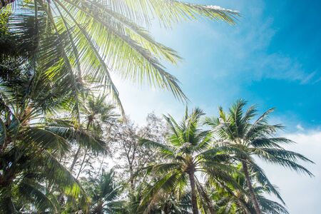 Coconut palm trees, beautiful tropical background, vintage filterの写真素材