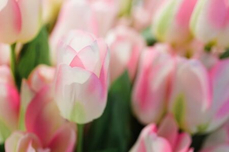 spring flowers banner - bunch of pink tulip flowersの写真素材