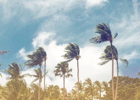 Coconut palm trees, beautiful tropical background, vintage filterの写真素材
