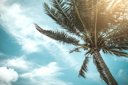 Coconut palm trees, beautiful tropical background, vintage filterの写真素材
