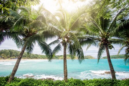 Coconut palm trees, beautiful tropical background, vintage filterの写真素材