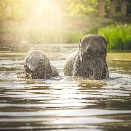 Elephants bathing in the riverの写真素材