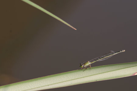 Close up small green dragonfly on grass leaf
