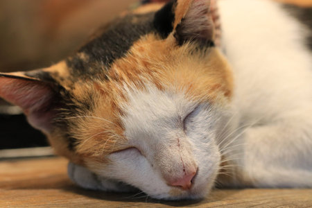 Close up the face of three color cat sleeping on the groundの写真素材