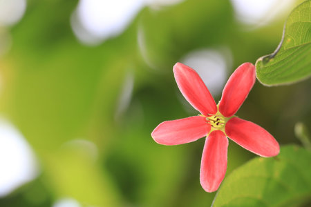 Close up red flower and green backgroundの写真素材