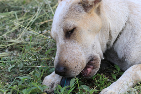 Portrait of an adorable young white dog lying on the ground