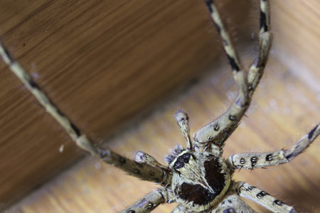 Close up big grey spider on the brown groundの写真素材