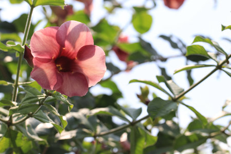 Close up transparency pink flower on treeの写真素材