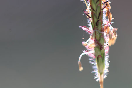 Close up grass fkowers on grey backgroundの写真素材