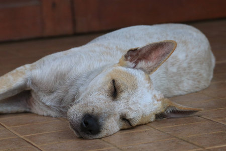 Close up the white dog sleeping on the groundの写真素材