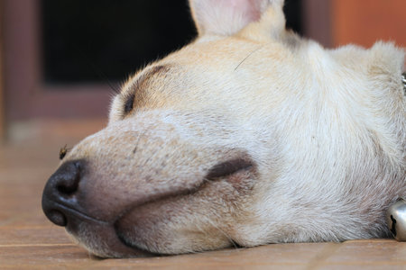 Close up the white dog sleeping on the groundの写真素材