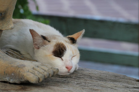 Portrait an adorable beautiful blue eyes of white cat lying on the groundの写真素材