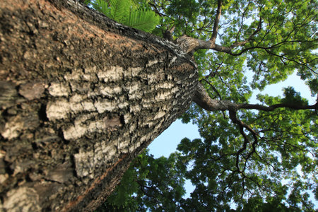 The big tree from ant view