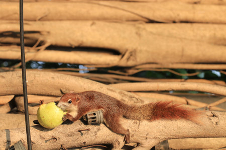 Close up the brown squirrel eating guava fruit on the treeの写真素材