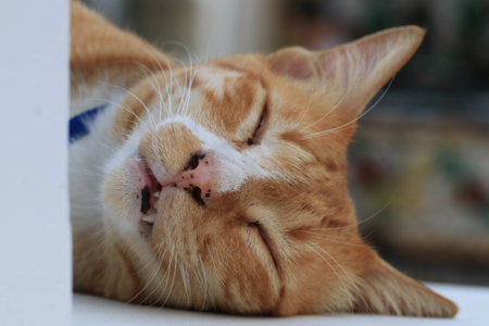 Close up an adorable orange tabby cat sleeping on the white ground