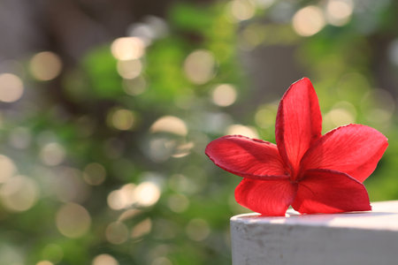 Close up transparency red plumeria flower on plumeria treeの写真素材