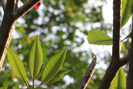 Close up transparency plumeria leaves on plumeria treeの写真素材