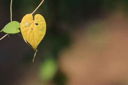 Close up transparency yellow leaf heart shaped  on brown background