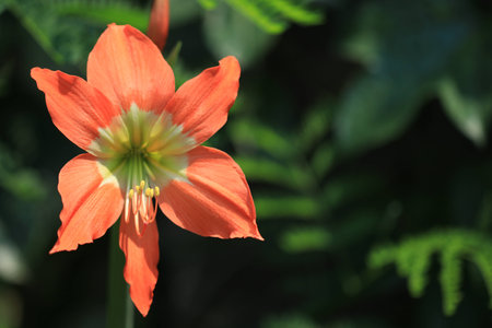 Close up transparency orange flower and white bokeh on green backgroundの写真素材