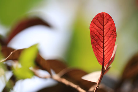Close up transparency red leaf and white bokeh on green backgroundの写真素材