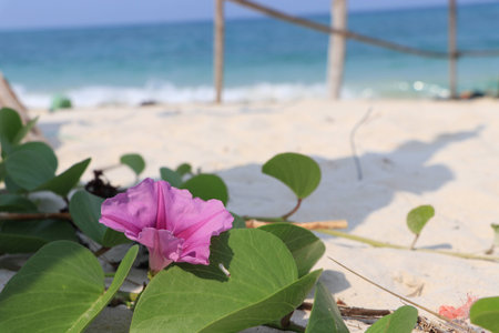 Close up the purple flower on the beachの写真素材