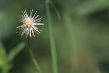 Close up grass flower on green backgroundの写真素材