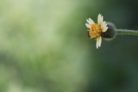 Close up grass flower on green backgroundの写真素材