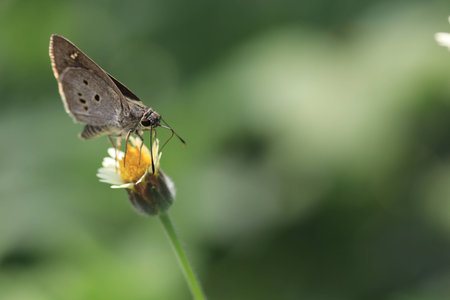 tterfly on white and yellow flower on green backgroundの写真素材