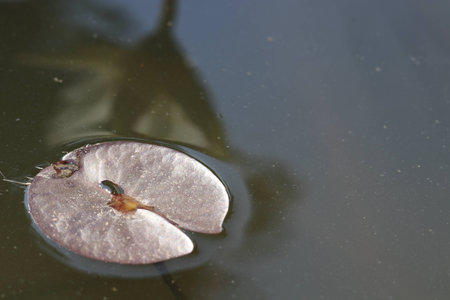Close up small brown lotus leaf and reflection in the pondの写真素材