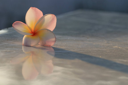 Close up transparency pink plumeria flower and reflection on the groundの写真素材