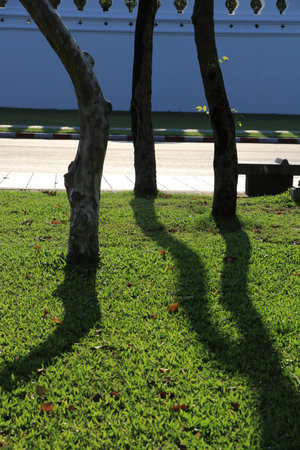 Close up the shadow of trees on grass groundの写真素材