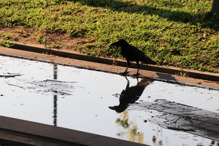 Close up a scraw and reflection in the waterの写真素材