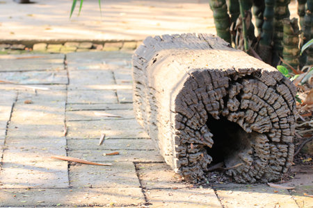Close up trunk tree on the bricks groundの写真素材