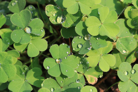 Close up water droplets on grass leaves