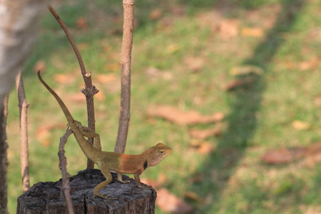 Close up yellow chameleon on dried branch