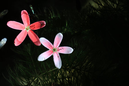 Close up pink flowers floating on the water