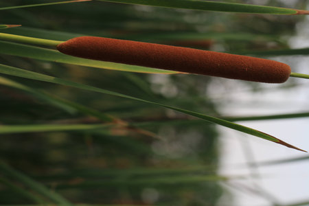 Close up the brown grass branch on green backgroundの写真素材