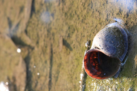 Close up the transparency and reflection snail shell on mud ground in the pond