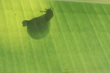Close up the shadow of snail on banana leaf